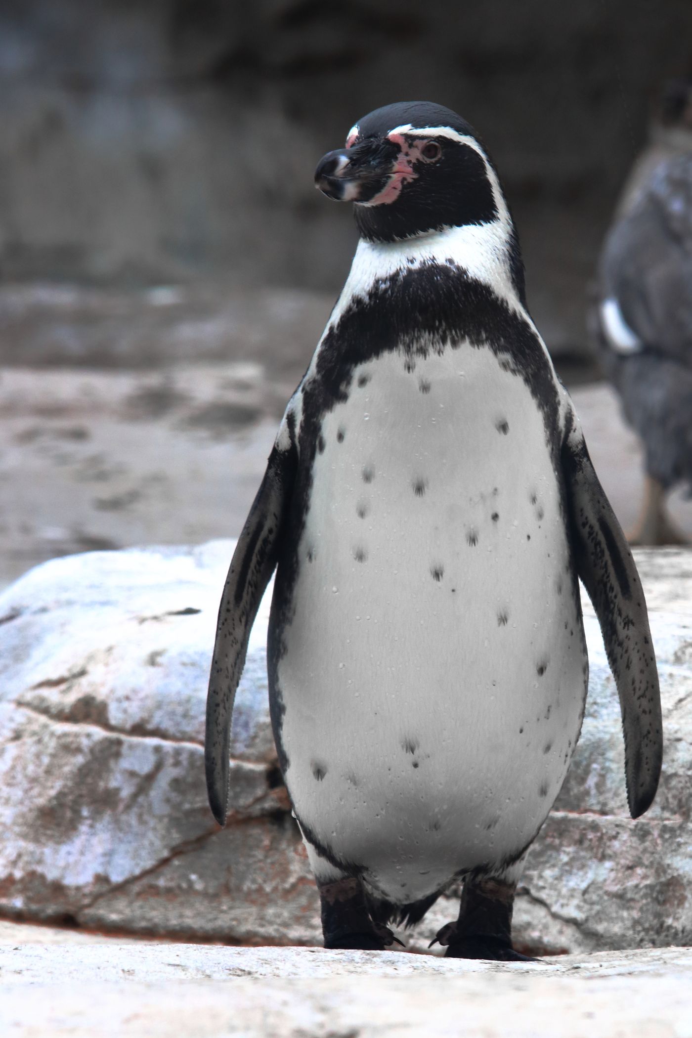 ペンギンのクローズアップ