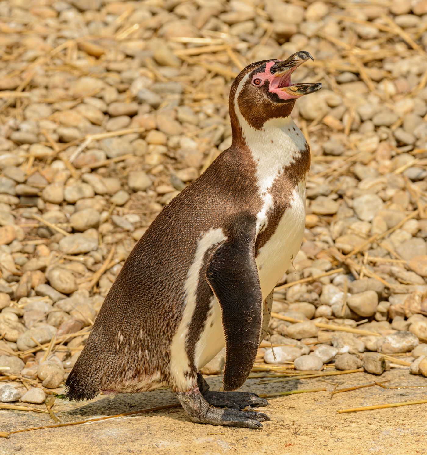 口を開けるペンギン