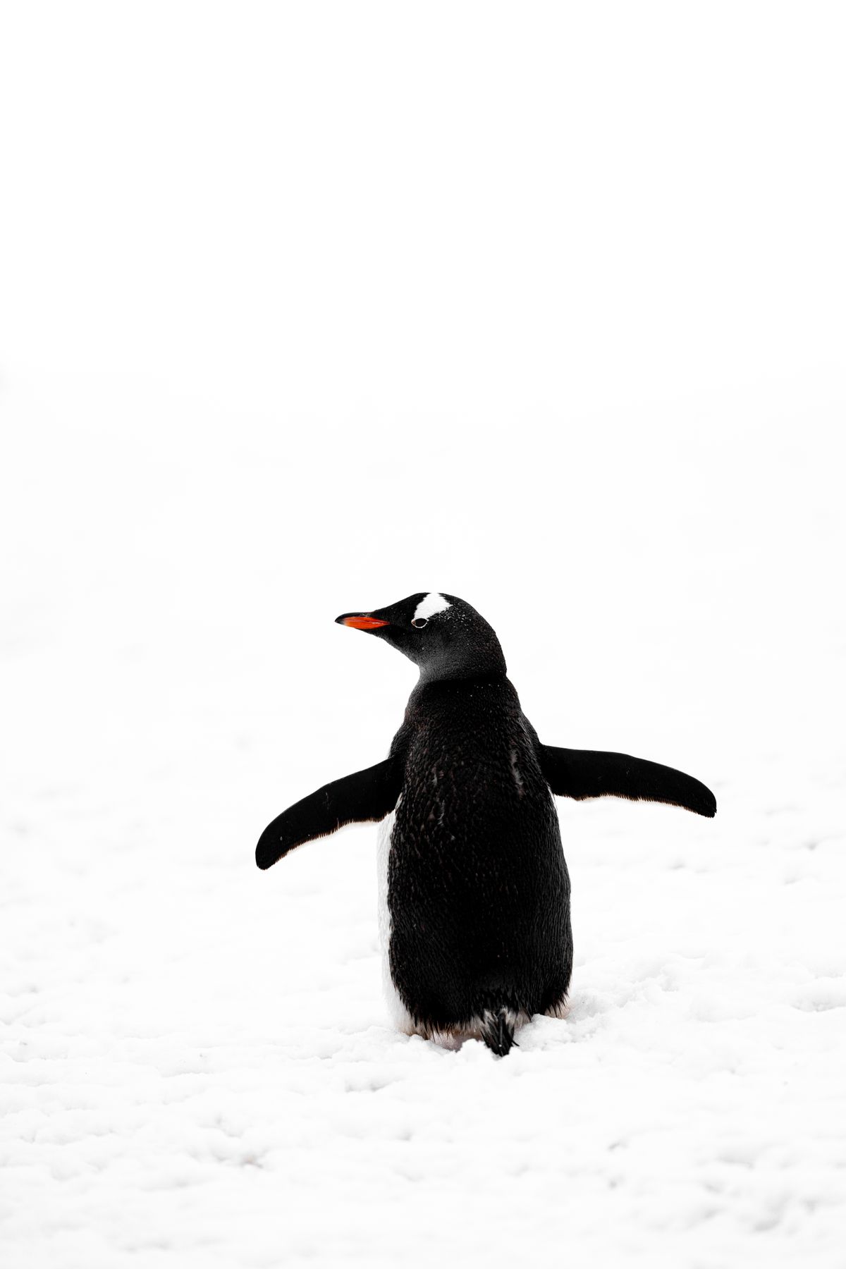 雪原に佇む一羽のペンギン