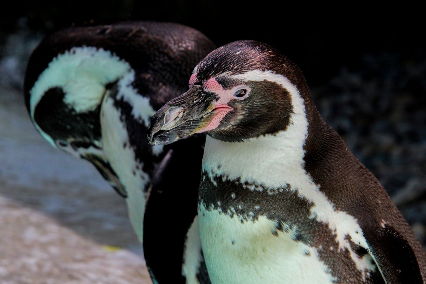 仲良く並ぶペンギン